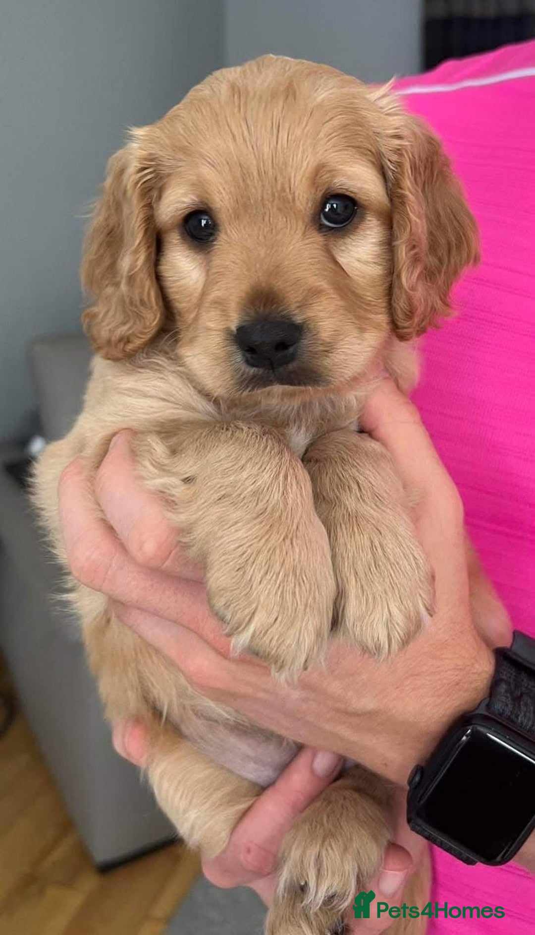 Cavapoo dogs for sale: Cavapoo puppies  - Advert 5