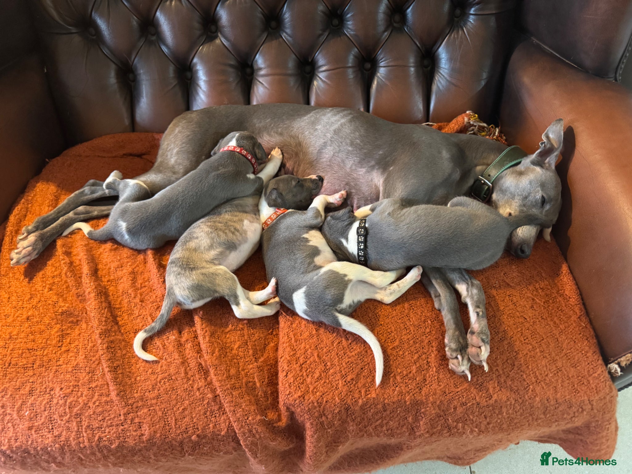 Whippet dogs 🐾 Exceptional KC Registered Whippet Puppies - Advert 1