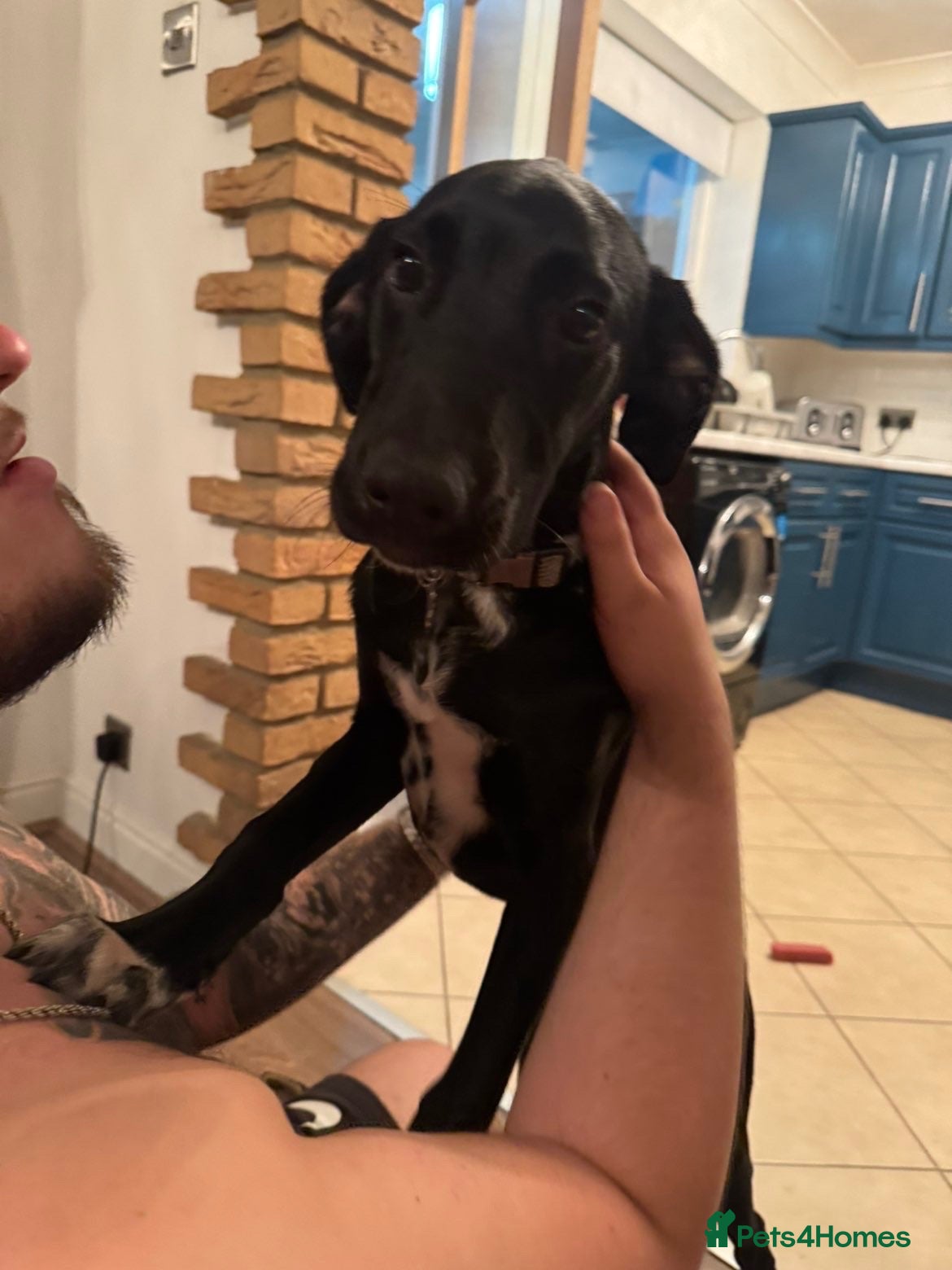 Mixed Breed dogs 7 month old dalmador  - Advert 1