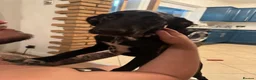 Mixed Breed dogs for sale: 7 month old dalmador  in Wakefield - Advert 1