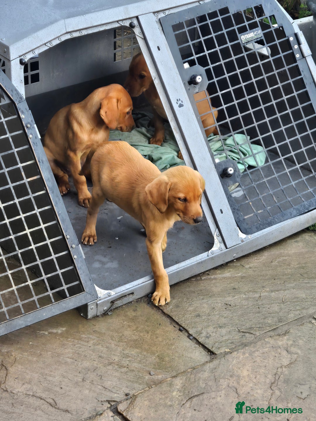 Labrador Retriever dogs for sale: Last Beautiful Fox Red KC Reg Lab Pups READY NOW - Image 10