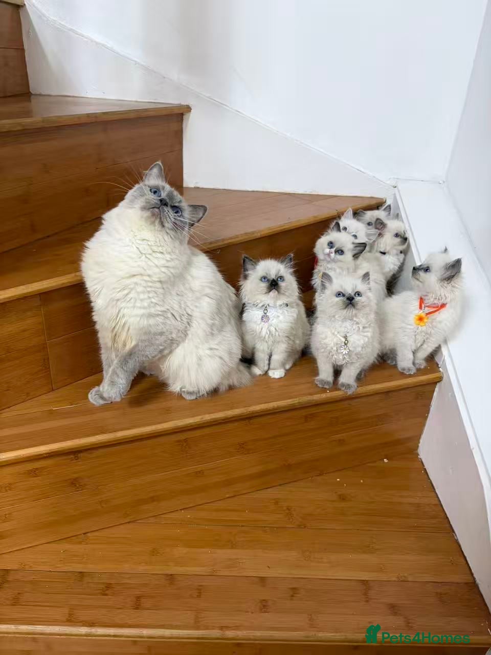 Ragdoll cats Ragdoll cat - Advert 1