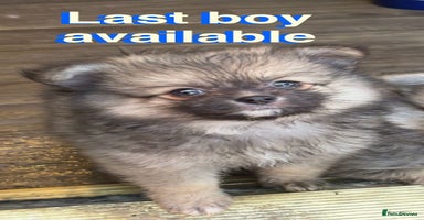 Pomchi dogs - Advert 15