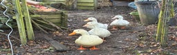Ducks poultry for sale: 4 Aylesbury Ducks - Advert 1