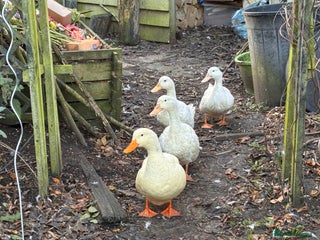 Ducks poultry 4 Aylesbury Ducks - Advert 1