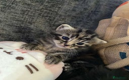 Munchkin cats for sale: Adorable female ginger munchkin and 2muchkin cross - Image 6