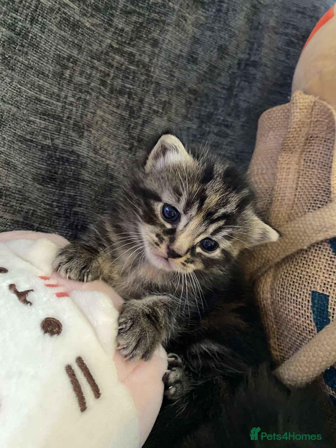 Munchkin cats for sale: Adorable female ginger munchkin and 2muchkin cross - Image 6