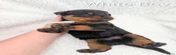 Rottweiler dogs for sale: Rottweiler Puppies - Advert 13