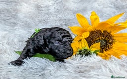 Toy Poodle dogs for sale: 🖤Toy poodle boy🖤 HEALTH TESTED PARENTS! - Image 6