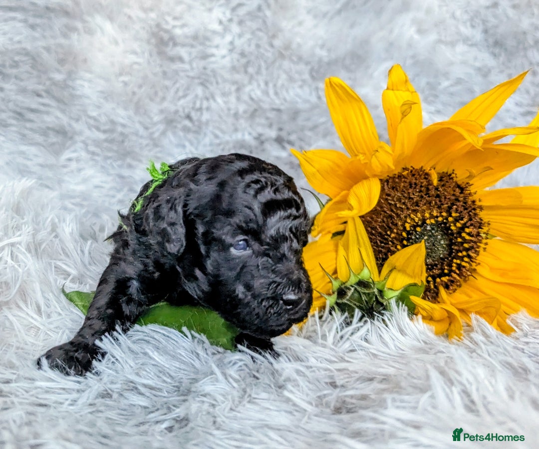 Toy Poodle dogs for sale: 🖤Toy poodle boy🖤 HEALTH TESTED PARENTS! - Image 6