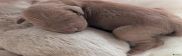 Australian Labradoodle dogs for sale: Birth announcement📣  📣 - Advert 35