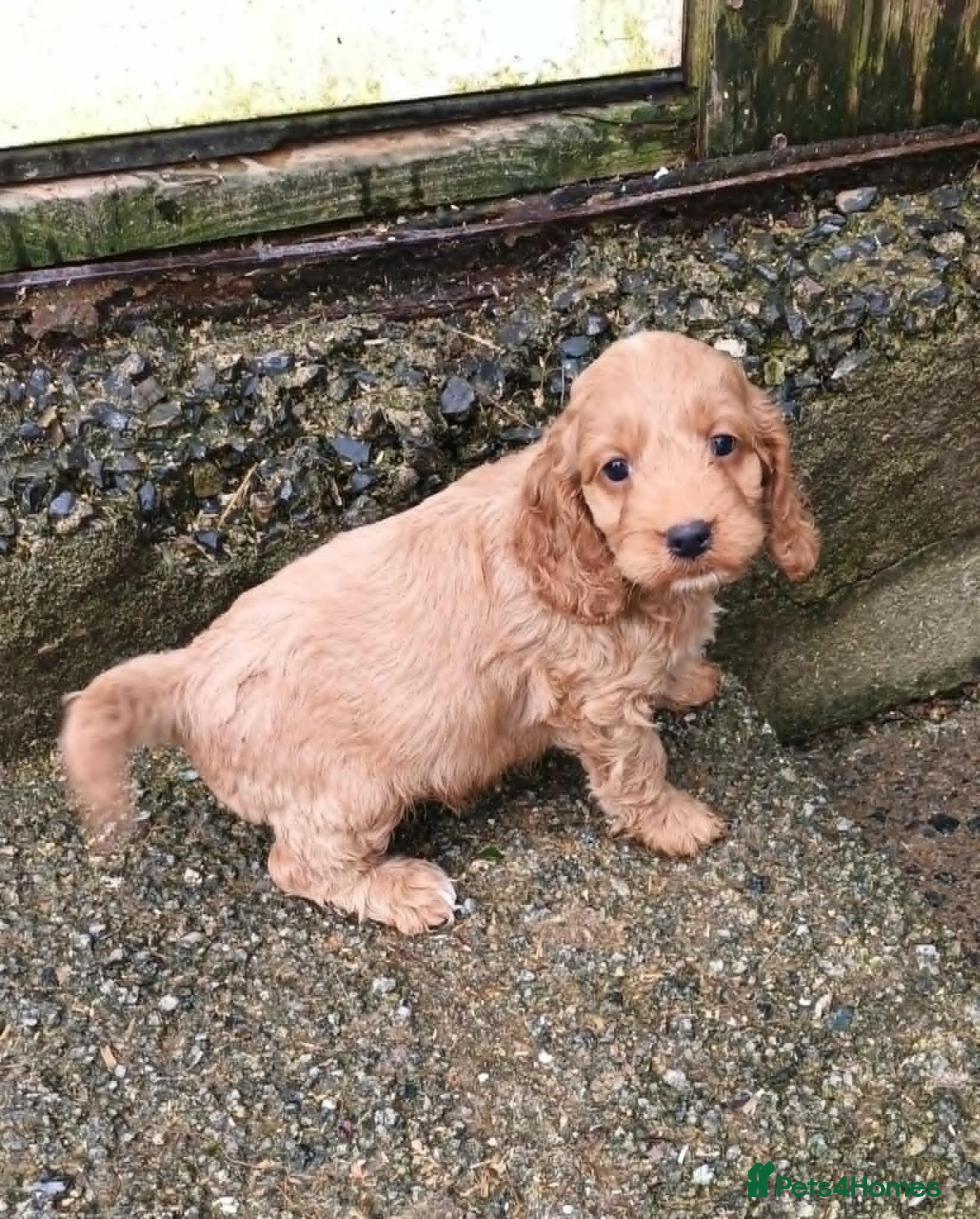 Cockapoo dogs SHOW TYPE COCKAPOO LOOKING FROM LICENCED BREEDER - Advert 6