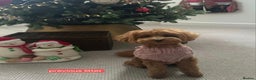 Maltipoo dogs for sale: Beautiful Toy Maltipoo Puppies   - Advert 19