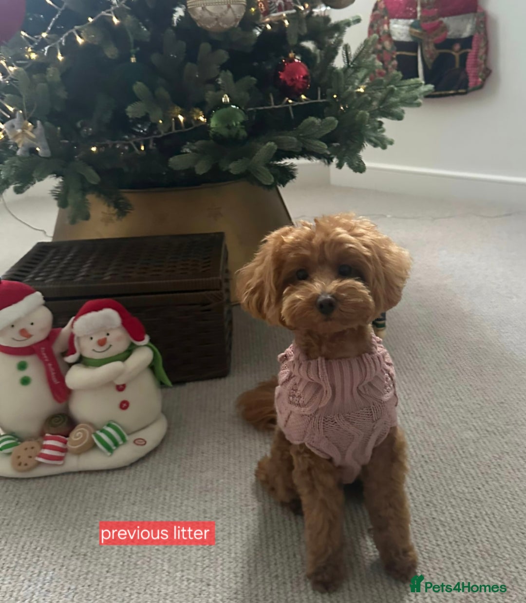 Maltipoo dogs for sale: Beautiful Toy Maltipoo Puppies   - Advert 19