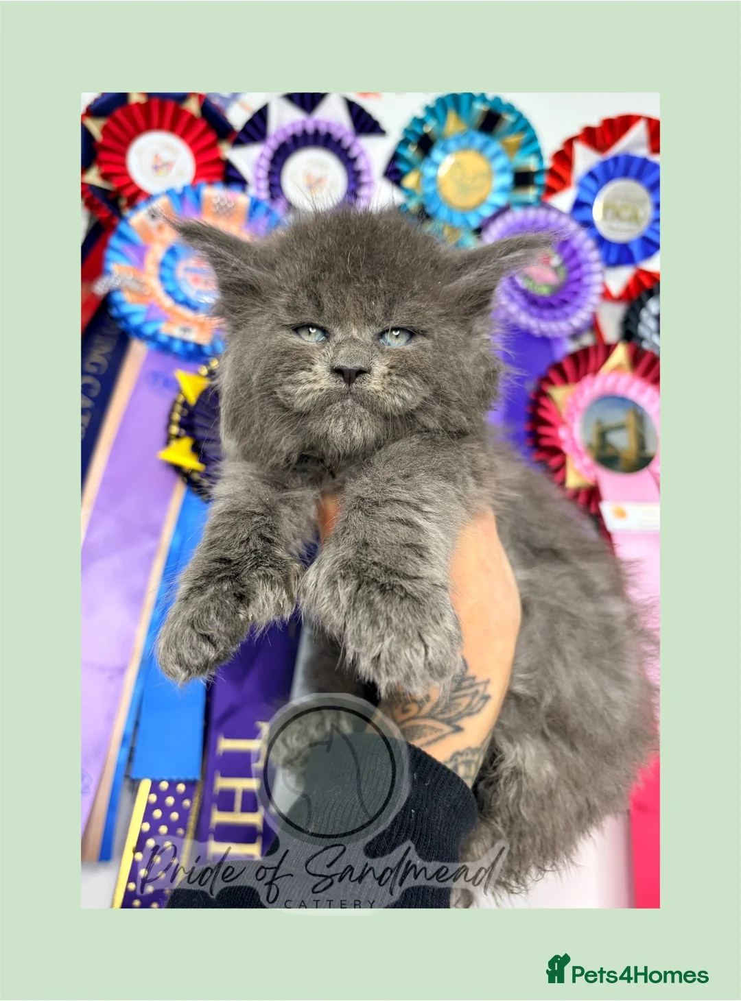 Maine Coon cats for sale: Family Raised Russian Maine Coons - Advert 1