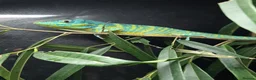 Anole reptiles for sale: Ready to breed pair of blue beauty anoles in Richmond - Advert 2