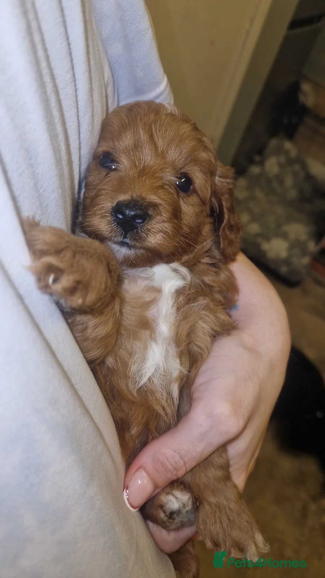 Cockapoo dogs for sale: Toy cockerpoos  - Advert 10