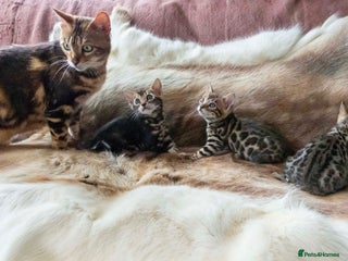 Bengal cats - Advert 2