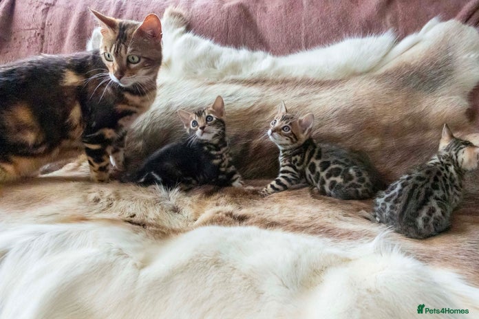 Bengal cats - Advert 3