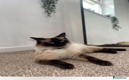 Ragdoll cats for sale: Ragdoll girls  - Image 2