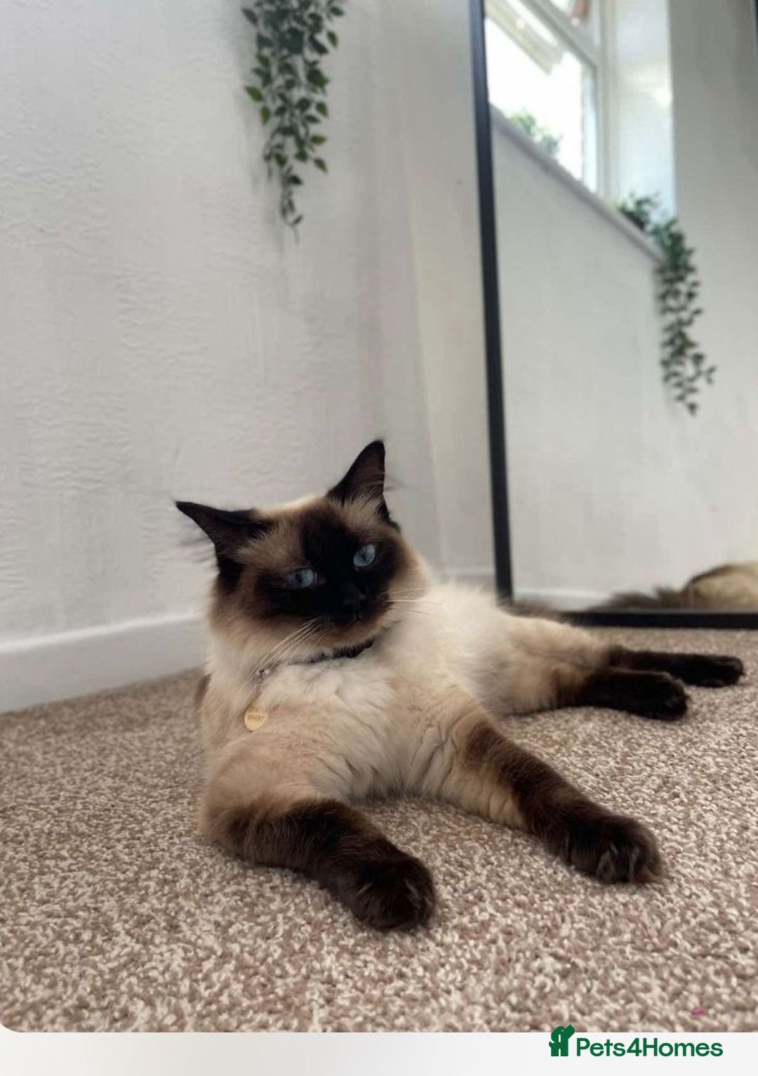 Ragdoll cats for sale: Ragdoll girls  - Image 2