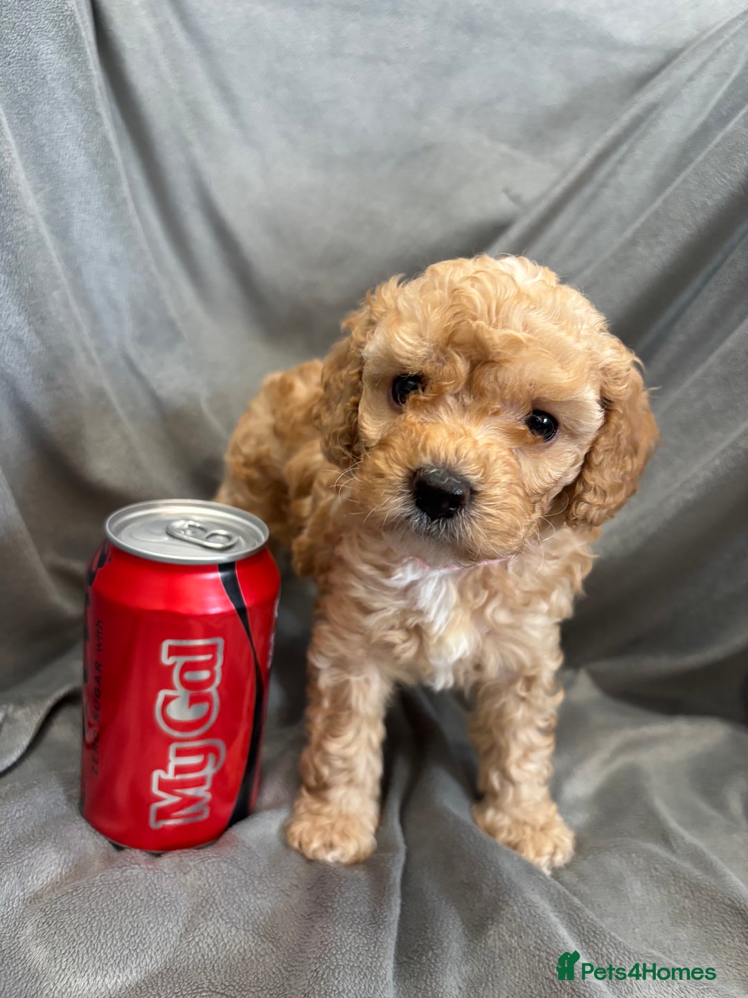 Cavapoochon dogs for sale: 🐾CAVAPOOCHON PUPPIES 🐾 - Image 19