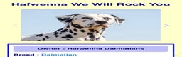 Dalmatian dogs for sale: Stunning Dalmatian puppies KC reg show winners - Advert 6