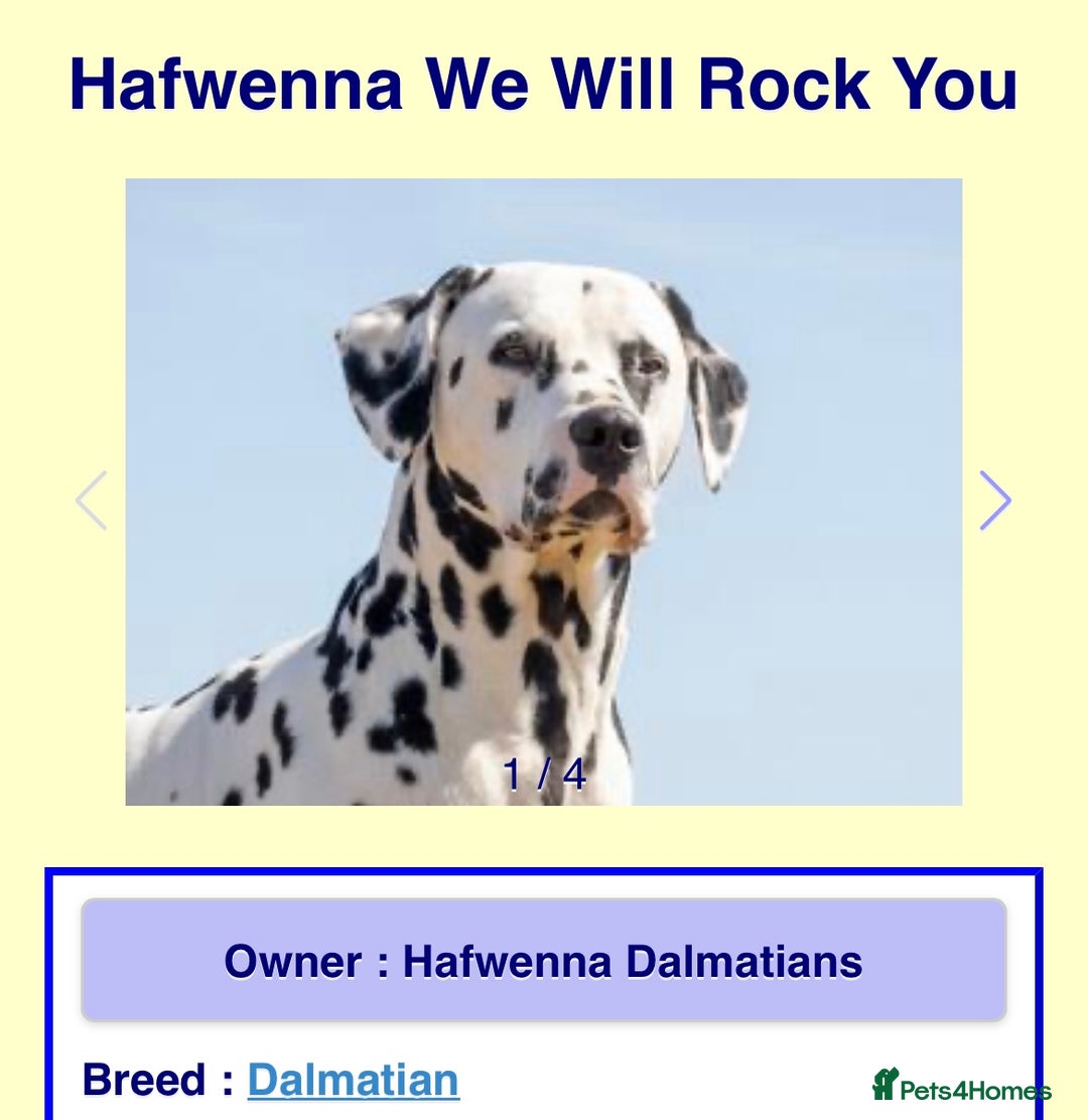 Dalmatian dogs for sale: Stunning Dalmatian puppies KC reg show winners - Image 9