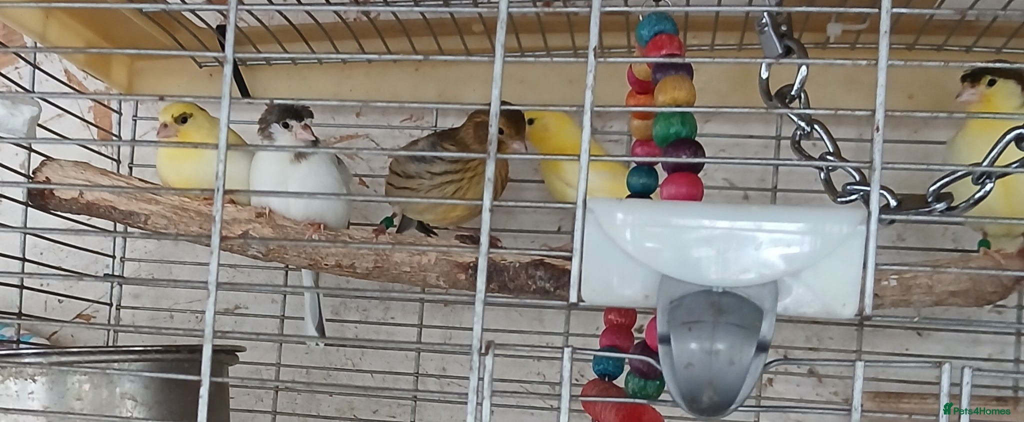 Canaries birds for sale: Canaries mixed Canaries  - Advert 2