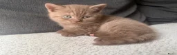 British Shorthair cats for sale: Cinnamon girl  - Advert 2