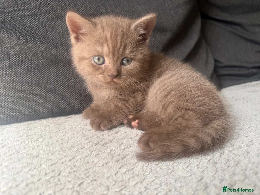 British Shorthair cats for sale: Cinnamon girl  - Advert 2