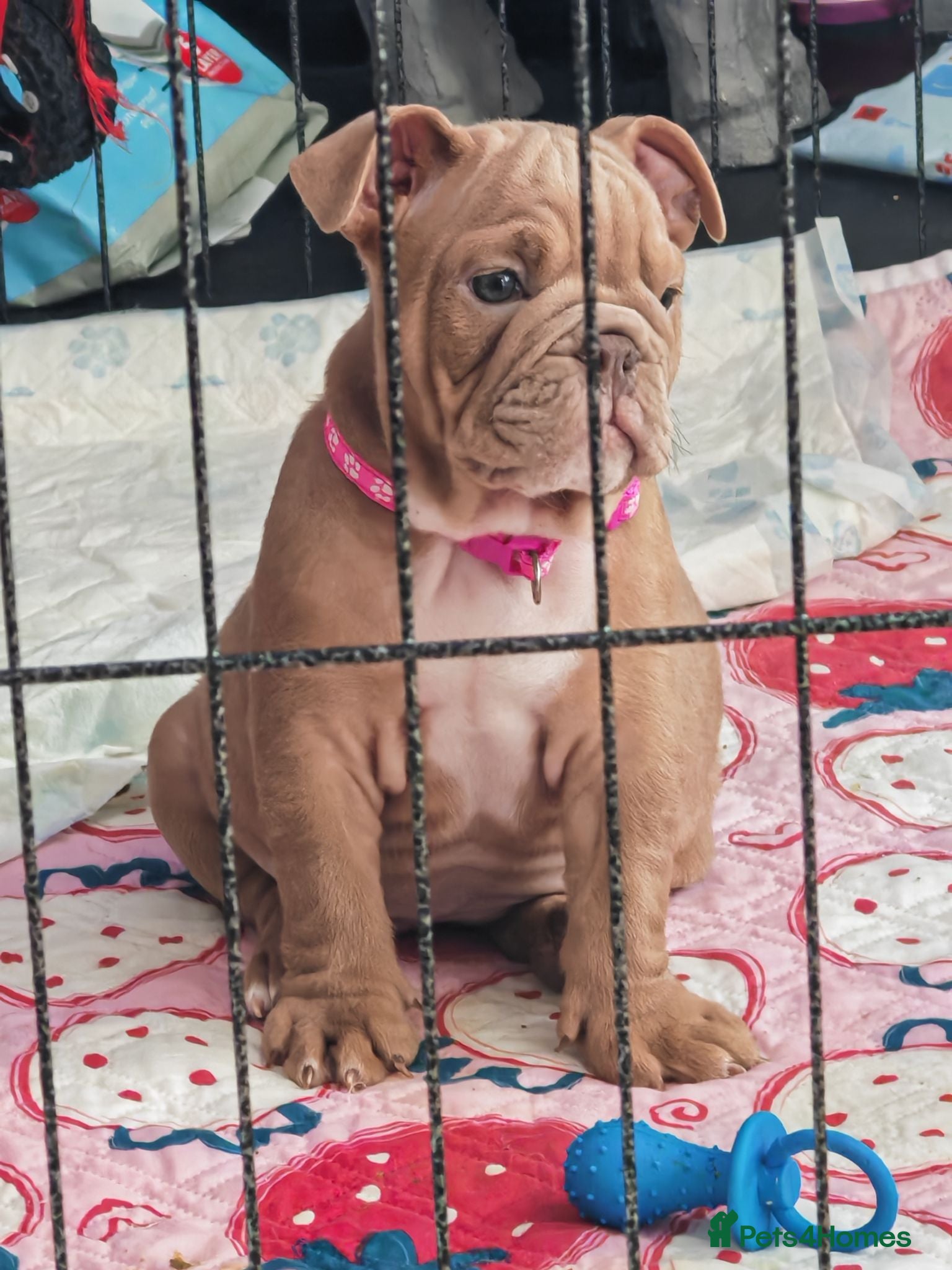 English Bulldog dogs ENGLISH BULLDOG  - Advert 19