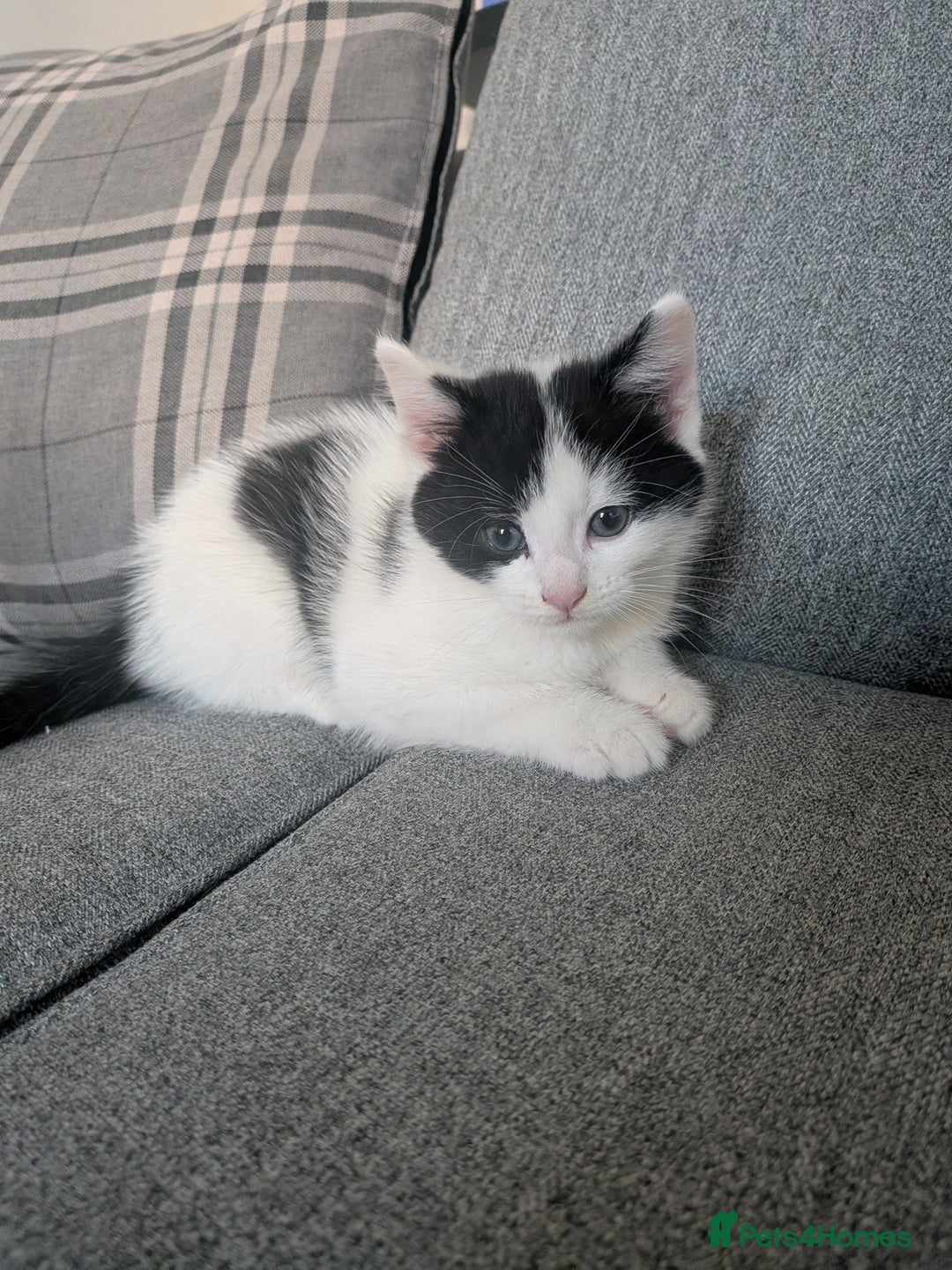 Mixed Breed cats for sale: Kittens for sale - Advert 2