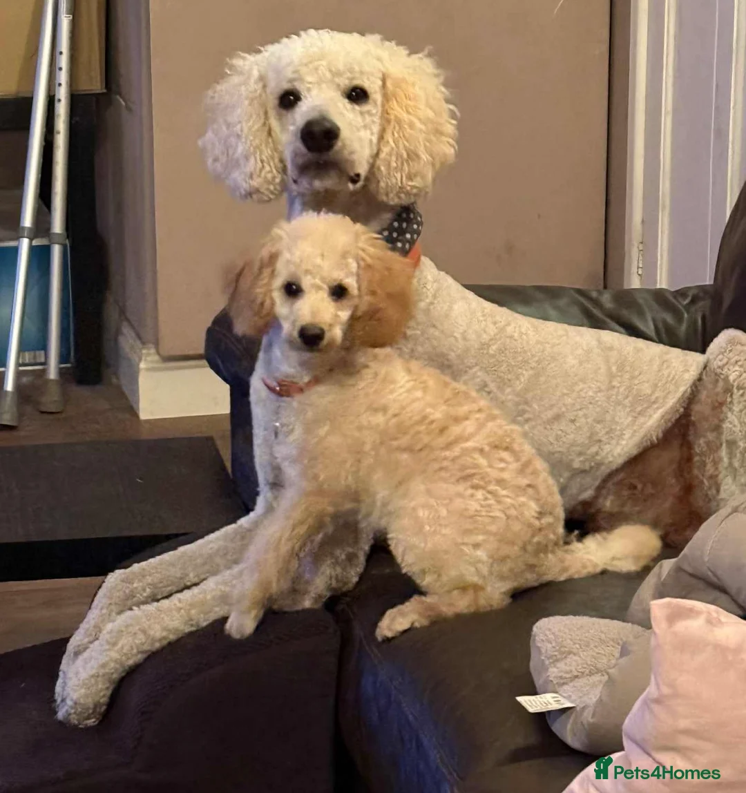 Poodle dogs for sale: Mrs J Rowe in Saint Austell - Advert 2
