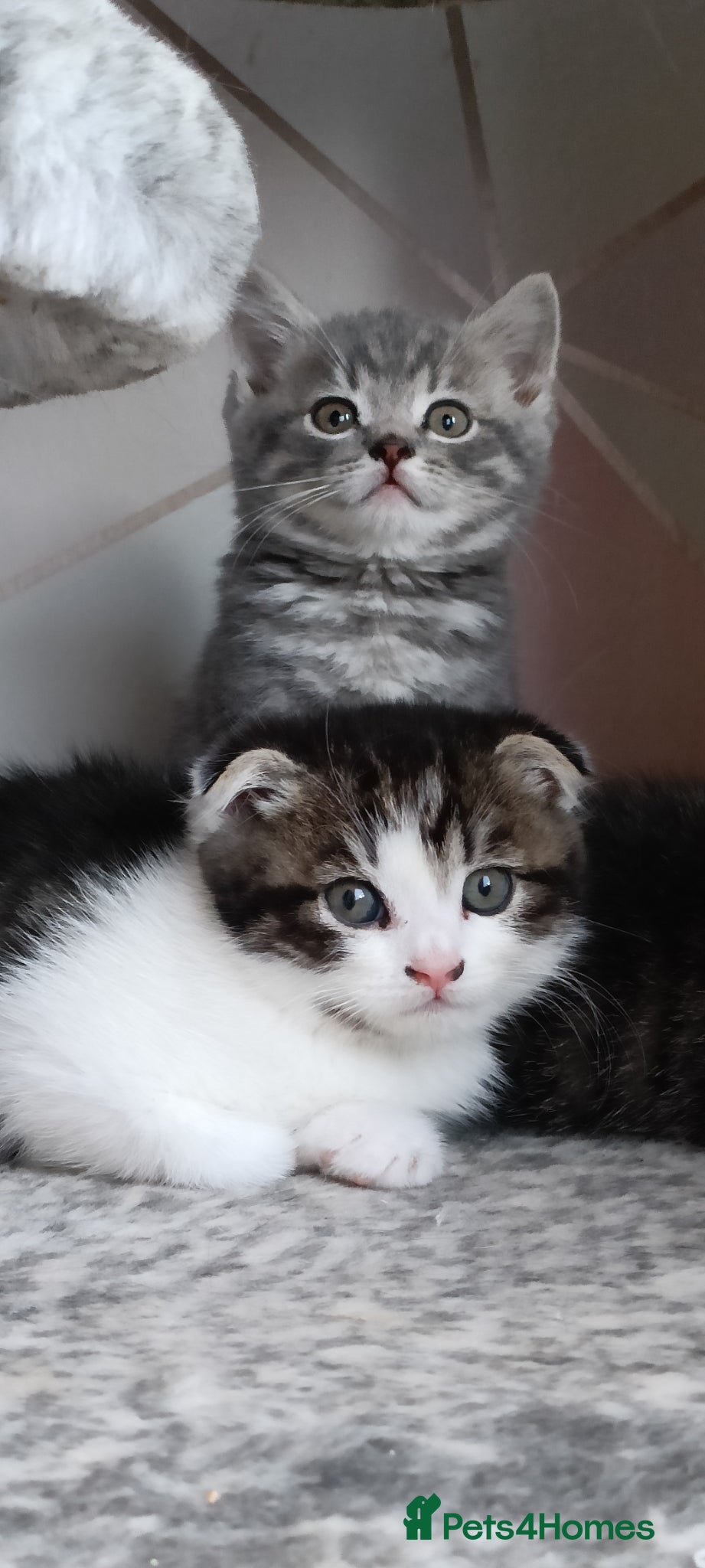 Scottish Fold cats Scottish fold kittens - Advert 1