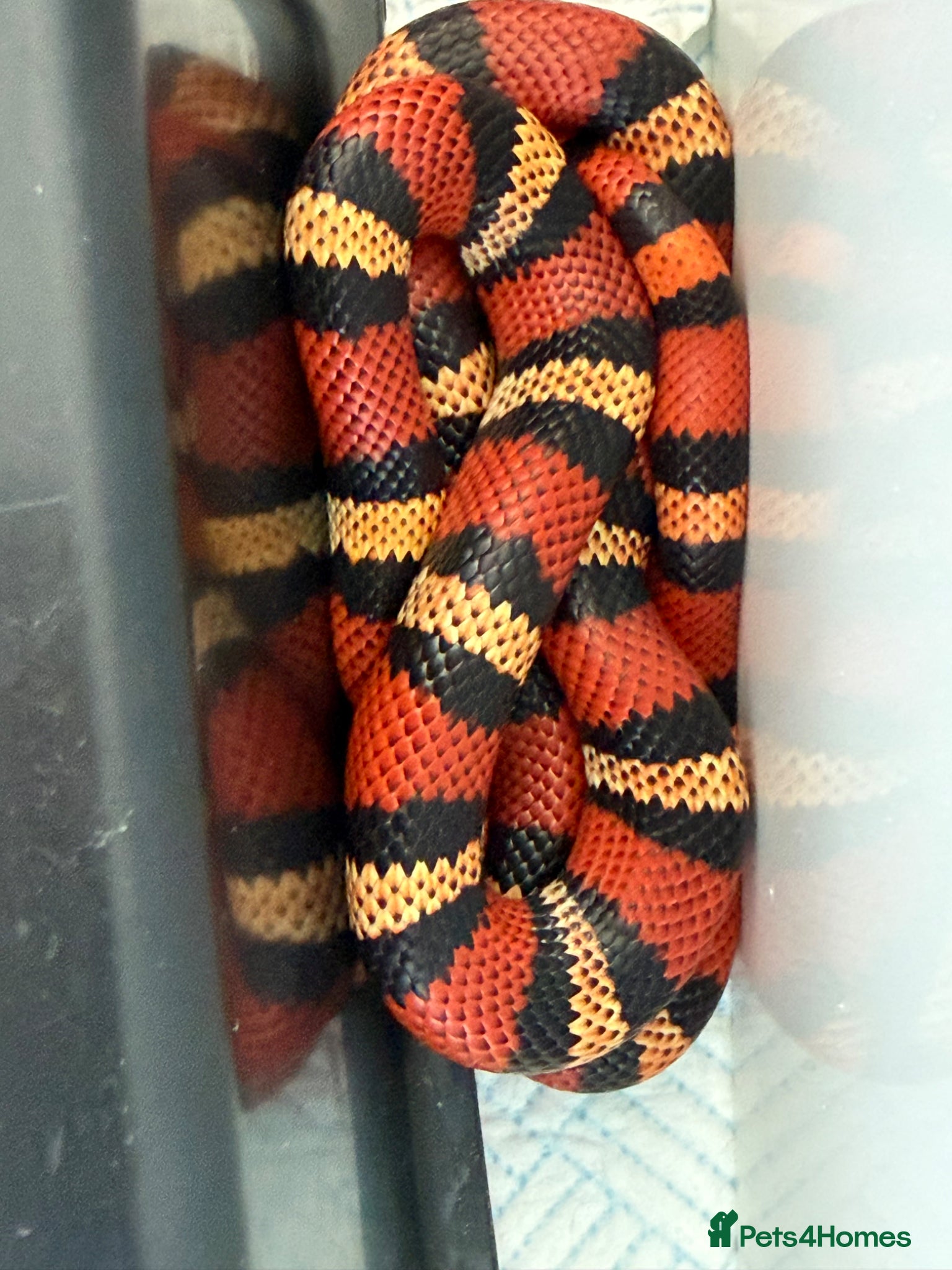 Monitor reptiles 2:1 Honduran Milksnakes - Advert 10