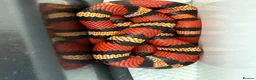 Monitor reptiles for sale: 2:1 Honduran Milksnakes - Advert 1
