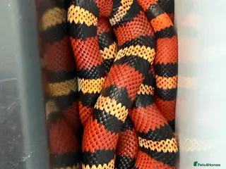 Monitor reptiles 2:1 Honduran Milksnakes - Advert 10