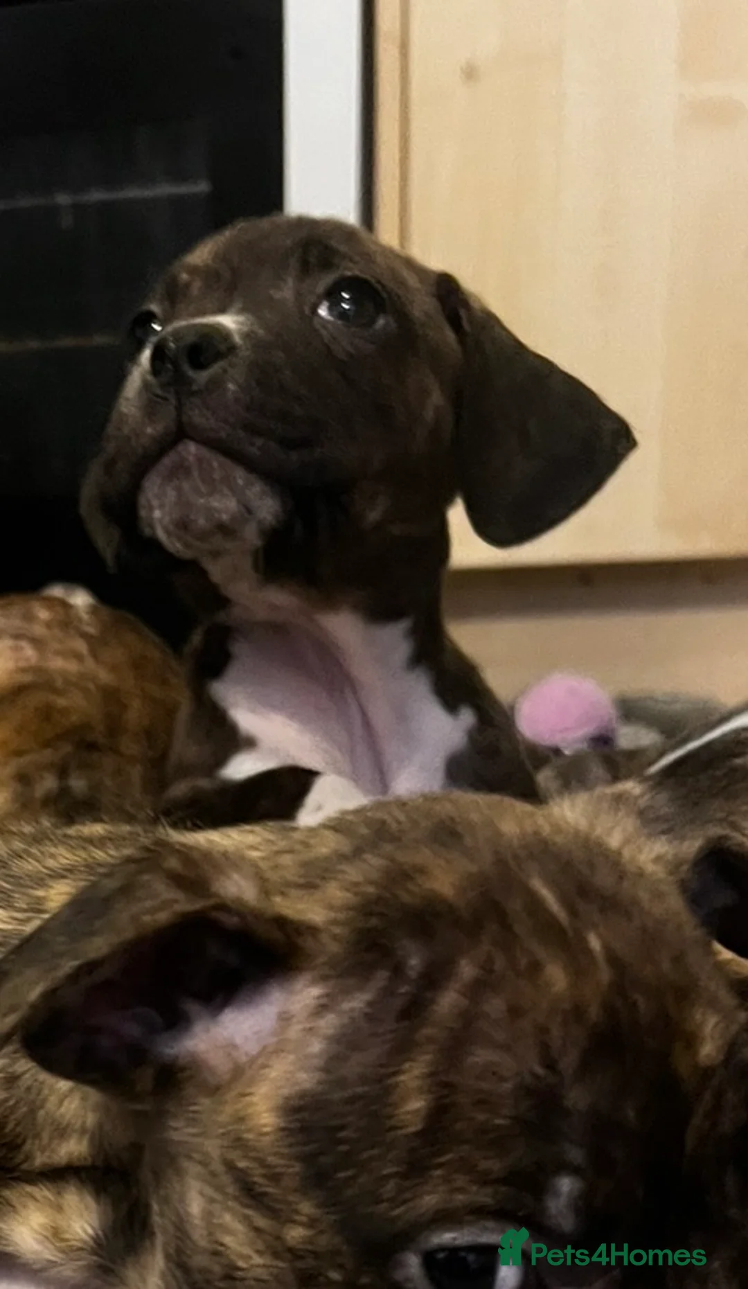 Mixed Breed dogs for sale: Blue Staffy x Boerboel – Ready for a Home - Advert 18