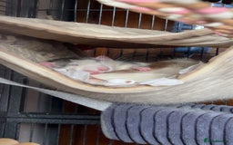 Rat rodents for sale: 3 male rats  - Image 5