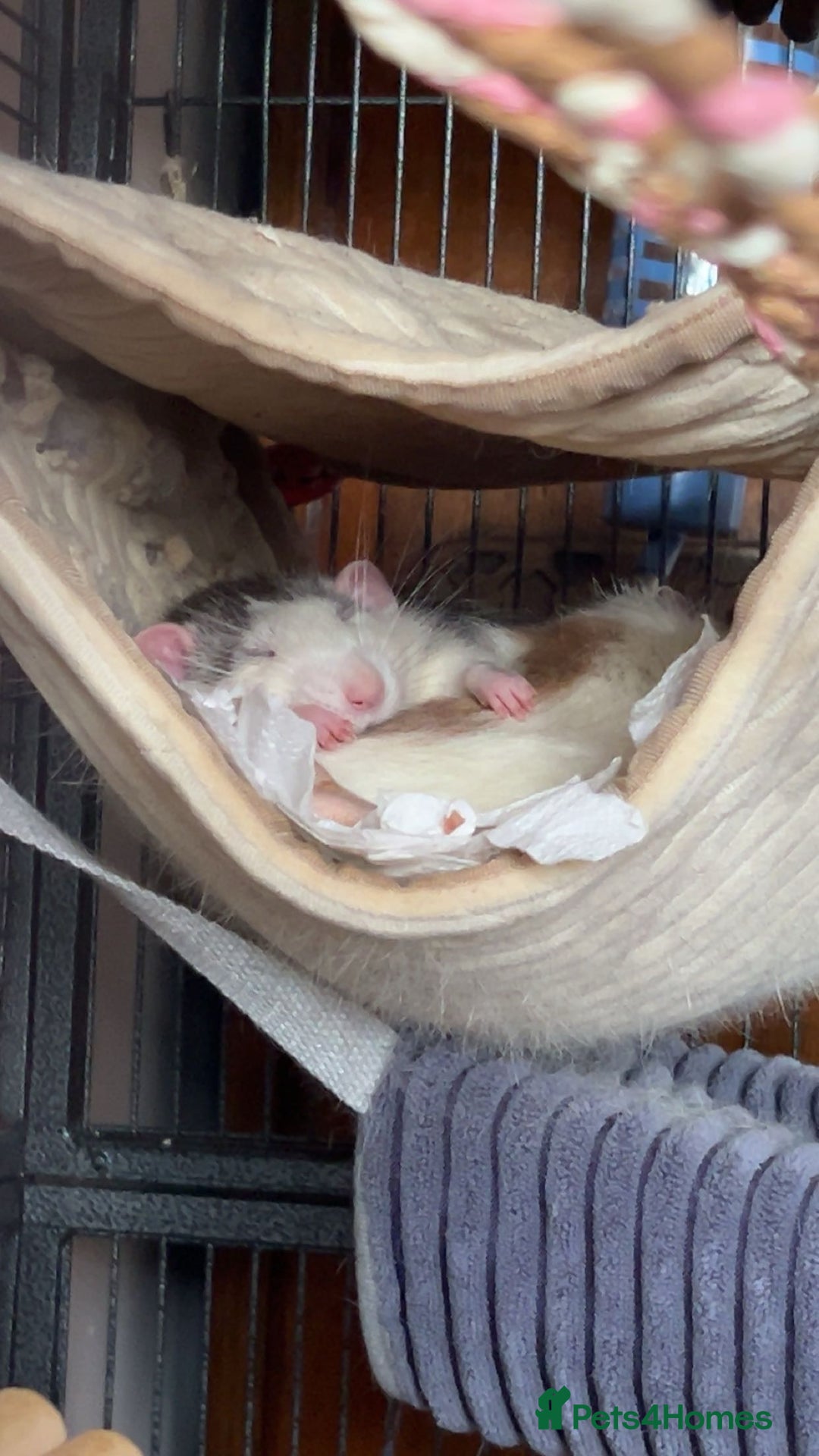 Rat rodents for sale: 3 male rats  - Image 5
