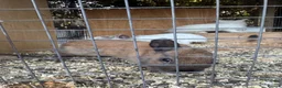 Mixed Breed rabbits for sale: rabbits  - Advert 4