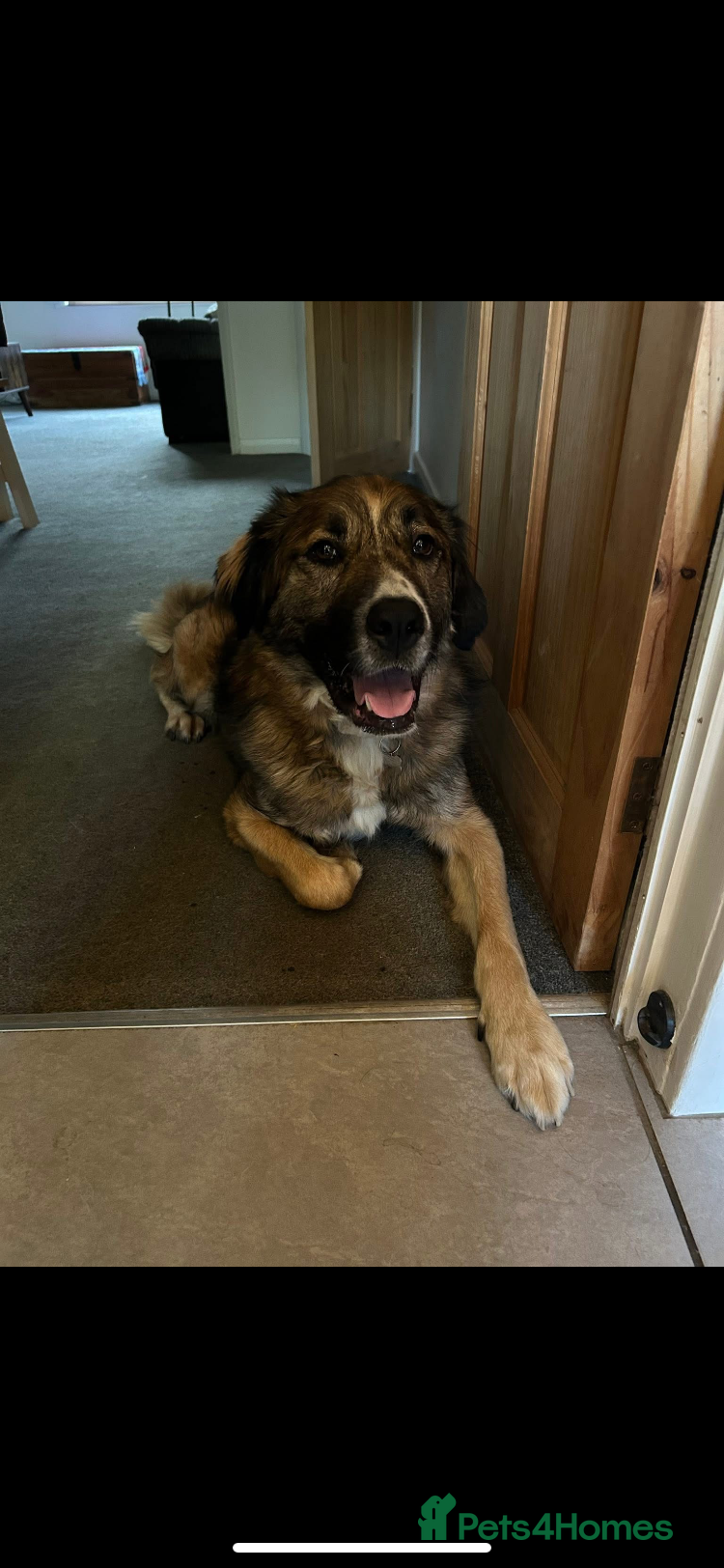 Mixed Breed dogs Bell 5 year old Large Female - Advert 1