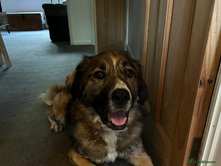 Mixed Breed dogs Bell 5 year old Large Female - Advert 7