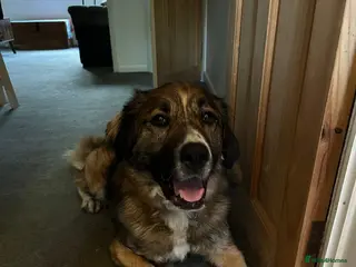 Mixed Breed dogs Bell 5 year old Large Female - Advert 14