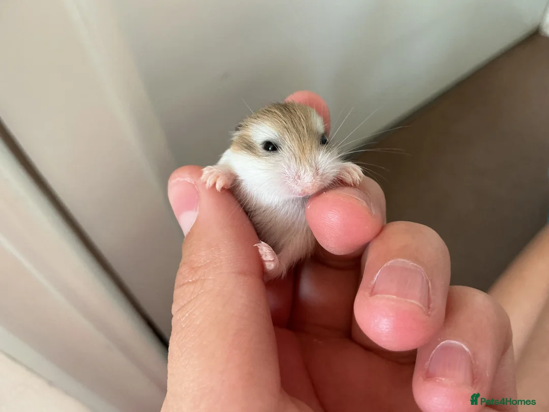 Hamster rodents for sale: baby ROBROSKI HAMSTERS FOR SALE  - Advert 1