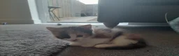 Mixed Breed cats for sale: 4 kittens ready for forever homes in Bristol - Advert 11