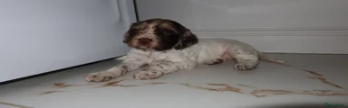 Cocker Spaniel 3