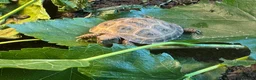 Tortoise reptiles for sale: Baby Horsfield Tortoise 2026 Hatchlings - Advert 5
