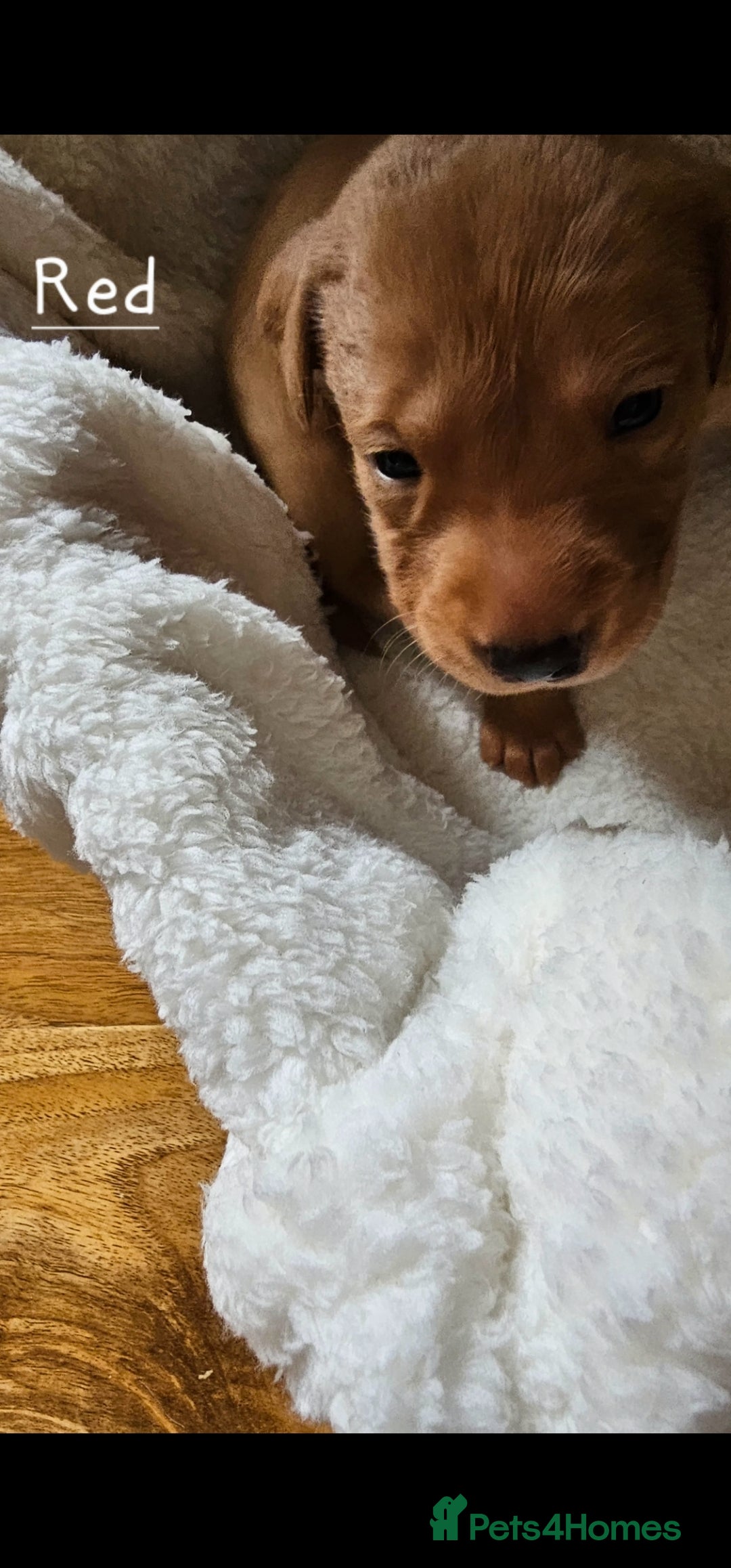 Labrador Retriever dogs for sale: 8 beautiful labrador puppies  - Image 8